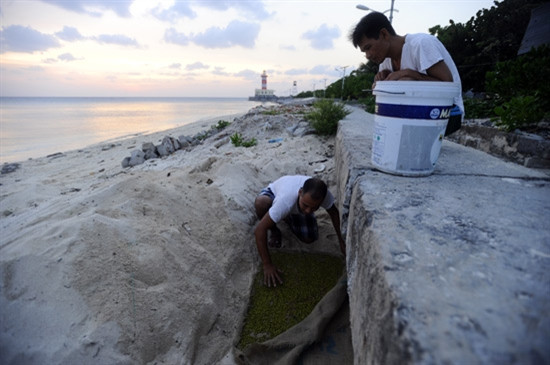 Đỗ xanh được ủ dưới cát ven bờ kè, kín gió sau đó được tưới nước ngọt định kỳ, chỉ sau 3 ngày là cán bộ chiến sĩ đảo Nam Yết có mẻ giá đỗ ngon 