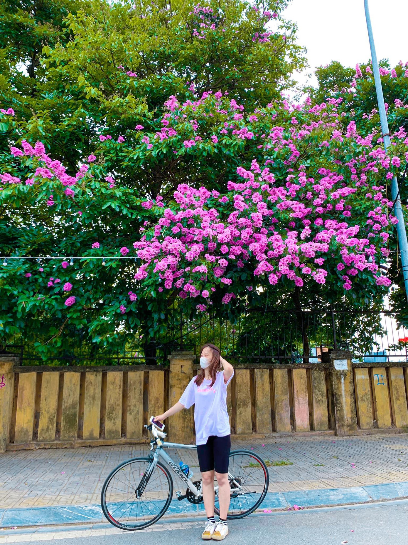 Không chỉ sắc vàng ruộm của hoa Hoàng yến mà màu tím biếc của hoa Bằng lăng cũng thu hút mọi người. (ảnh: Đoàn Thắm) Không chỉ sắc vàng ruộm của hoa Hoàng yến mà màu tím biếc của hoa Bằng lăng cũng thu hút mọi người. (ảnh: Đoàn Thắm)