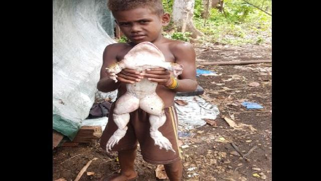 Ếch to như đứa trẻ (Ảnh: NDTV).