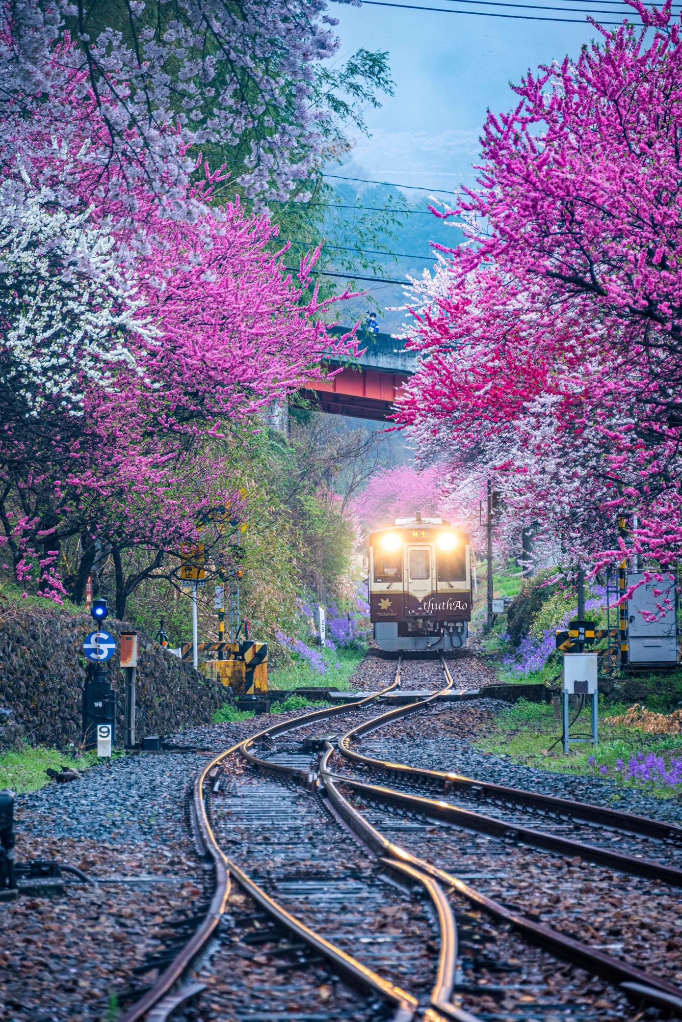 Hoa anh đào nở dọc hai bên đường tàu tại Nhật Bản.