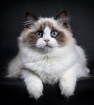 Mèo Ragdoll cũng nhiễm COVID từ chủ nuôi. Ảnh: Dailymail