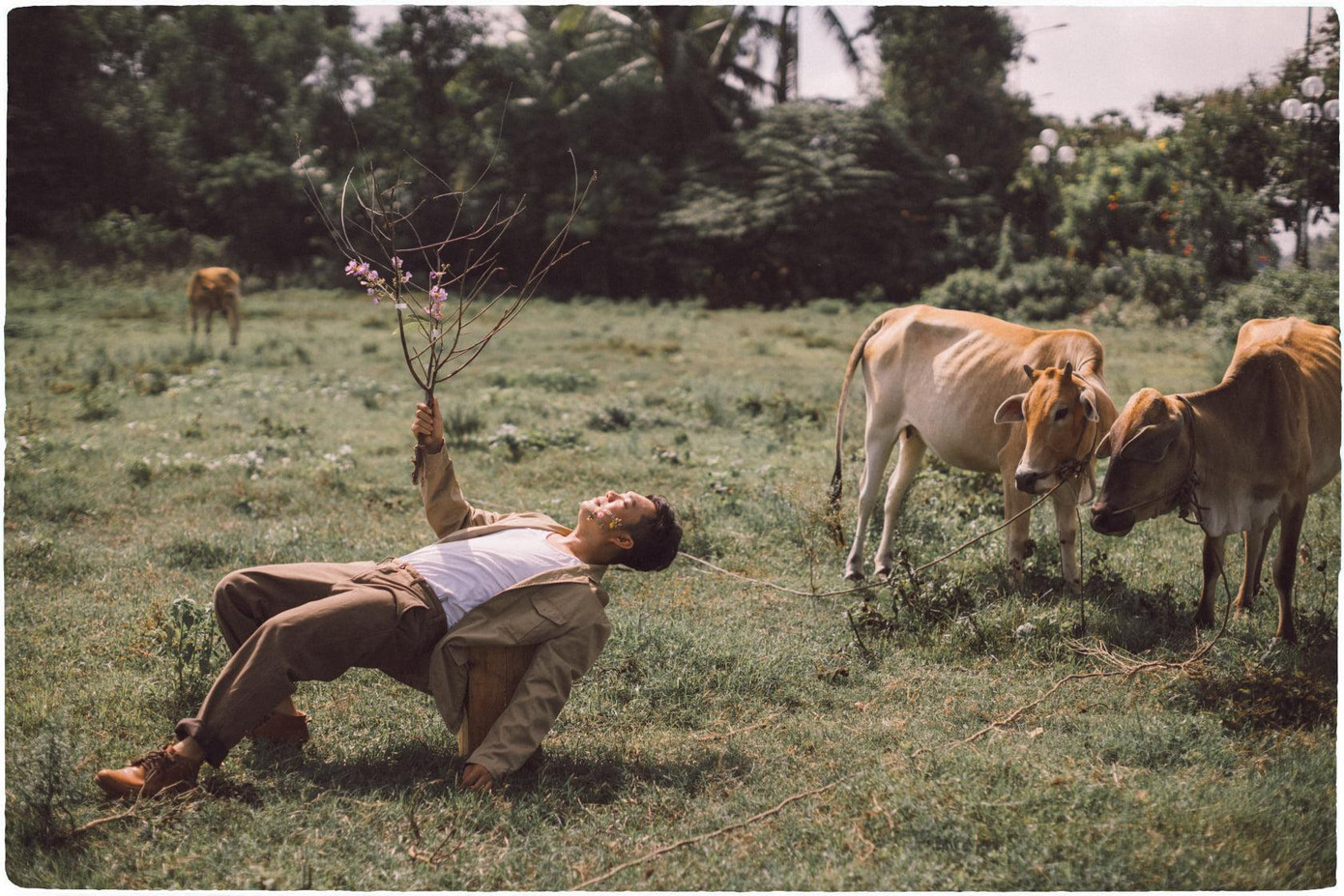 Tài khoản fb Minh Rio Trần với hình ảnh cành đào và những con bò đặc trưng của Việt Nam cũng nhận được cơn mưa lời khen từ mọi người từ ý tưởng cho tới màu ảnh.