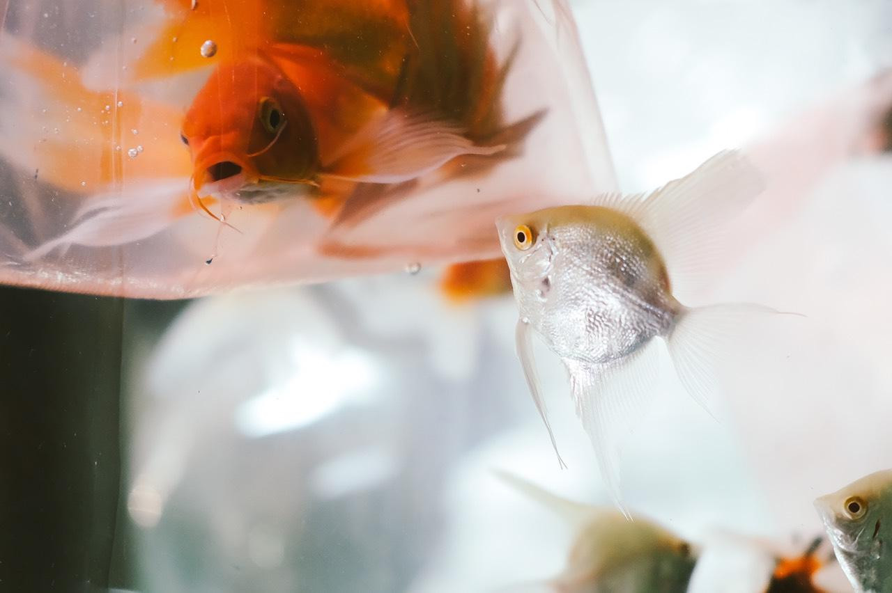 Bức ảnh được Vy đấu giá trong buổi triển lãm của mình