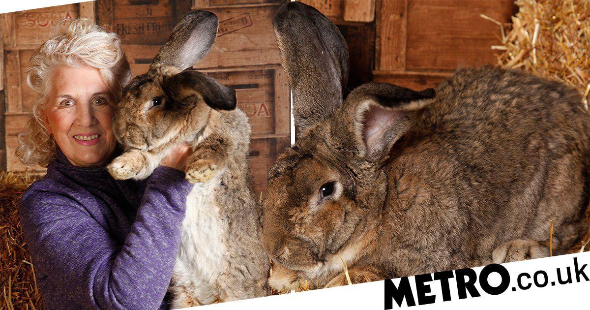 Darius là loài thỏ khổng lồ Flemish, là giống thỏ lớn nhất trên Trái đất. Ảnh: DK