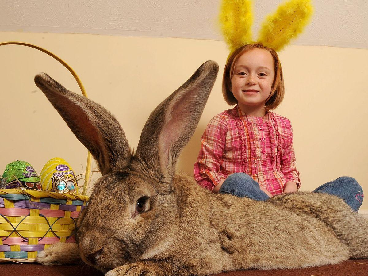 Chủ nhân đưa ra phần thưởng 1.000 bảng Anh (khoảng 1.400 đô la) cho sự trở lại an toàn của Darius. Ảnh: Metro