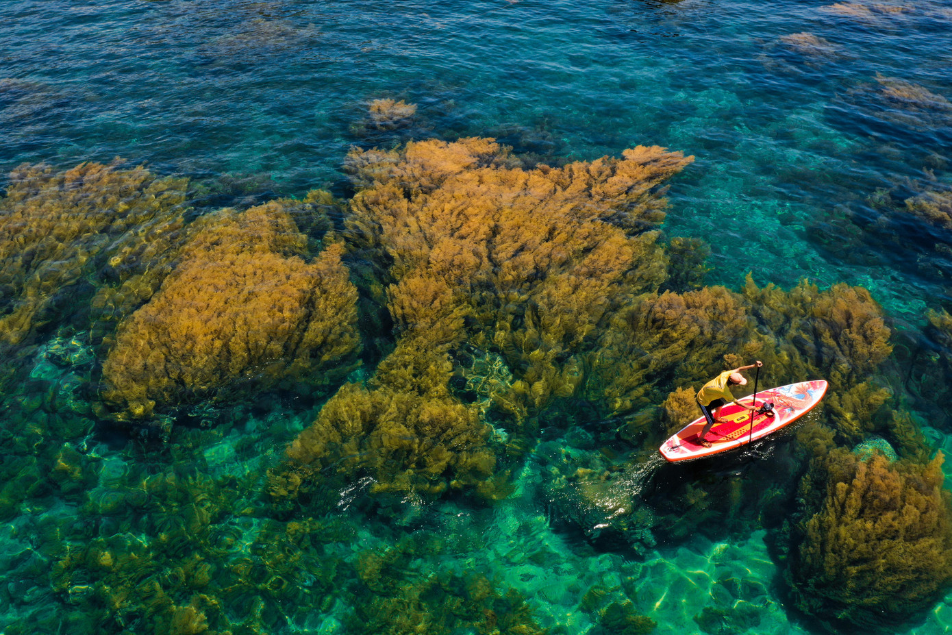 Mùa rêu trên đảo Hòn Khô, xã Nhơn Hải, TP. Quy Nhơn, tỉnh Bình Định