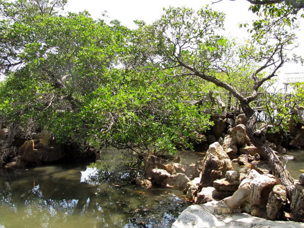 Hình thế quần thụ, bạt phong lạ lùng của hai cây cóc ngập mặn ở TT- Huế được cho là bon-sai có từ thời ông Ngô Đình Cẩn	Ảnh: Ngọc Văn