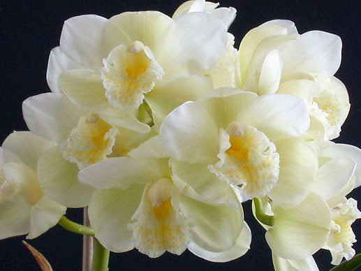 Hoa phong lan. Ảnh: Internert Hoa phong lan