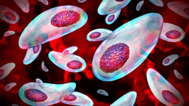 Toxoplasma có thể xâm nhập vào hệ thống sinh sản. (Ảnh: wildpixel)