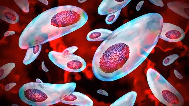 Toxoplasma có thể xâm nhập vào hệ thống sinh sản. (Ảnh: wildpixel) Toxoplasma có thể xâm nhập vào hệ thống sinh sản. (Ảnh: wildpixel)