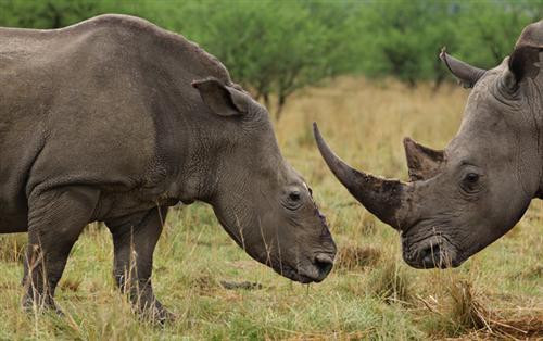 Một con tê giác trắng bị bọn săn trộm cắt sừng ở tỉnh KwaZulu-Natal, Nam Phi