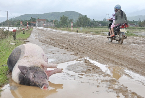 Heo chết do lũ dữ