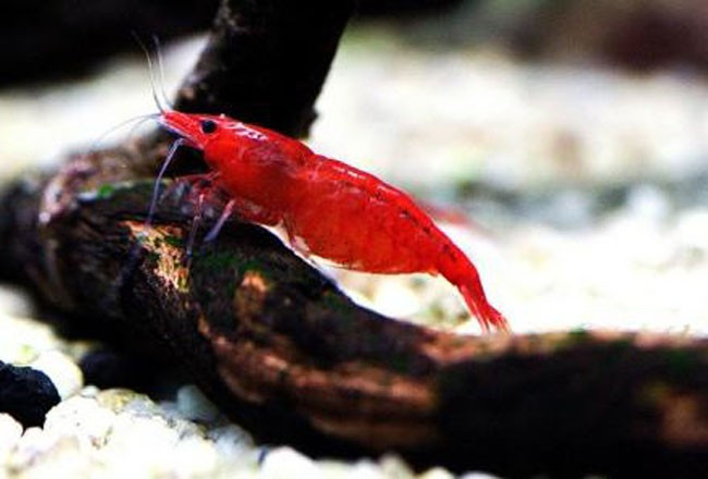 Tép Anh Đào (Red Cherry) có giá chỉ 10.000 - 20.000 đồng/con