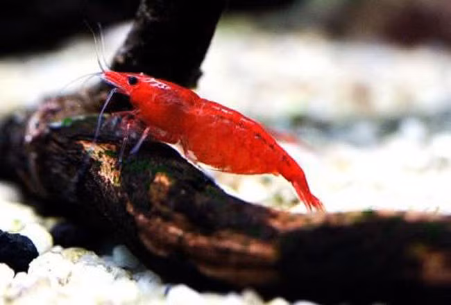 Tép Anh Đào (Red Cherry) có giá chỉ 10.000 - 20.000 đồng/con