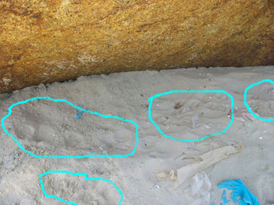 Vết chân được cho là của mãnh thú (khoanh tròn). Ảnh: Hoàng Việt Thy (Bee.net.vn). Vết chân được cho là của mãnh thú (khoanh tròn). Ảnh: Hoàng Việt Thy (Bee.net.vn)