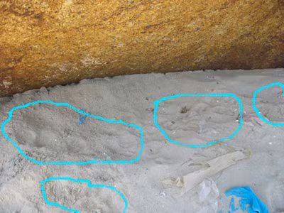 Vết chân được cho là của mãnh thú (khoanh tròn). Ảnh: Hoàng Việt Thy (Bee.net.vn)