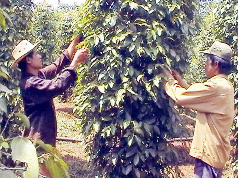 Người dân chăm sóc cây hồ tiêu. Ảnh: Song Nguyễn