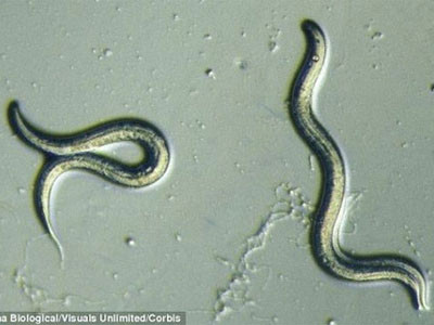 Hình ảnh của loài C. elegans . Hình ảnh của loài C. elegans