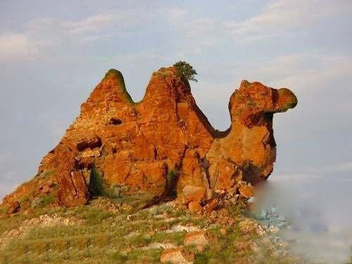 Núi lạc đà tại miền Bắc nước Đức. Núi lạc đà tại miền Bắc nước Đức