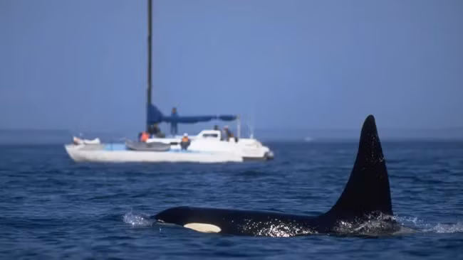Vẫn chưa rõ quần thể cá voi sát thủ châu Âu (Orcinus orca ) nào là thủ phạm gây ra vụ đâm thuyền gần đây ở Brittany. (Ảnh: Stuart Westmorland)