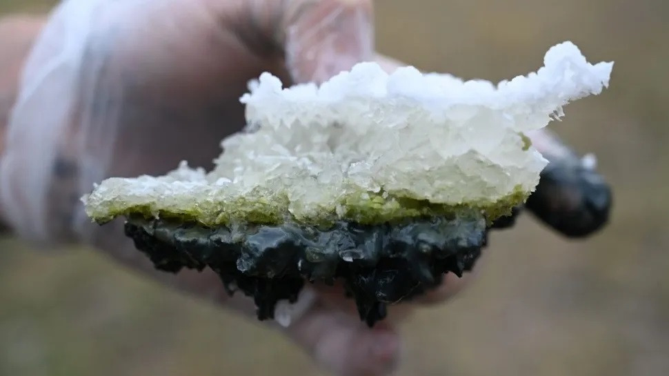 Một mảnh vỏ muối từ hồ Last Chance với tảo xanh ở giữa và trầm tích đen ở dưới đáy.(Ảnh: David Catling/Đại học Washington)