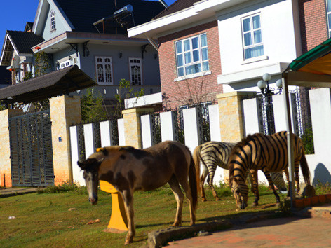 Vằn hay đốm đều do thuốc nhuộm tóc. ảnh: H.T.N. Vằn hay đốm đều do thuốc nhuộm tóc. ảnh: H.T.N