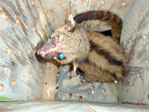 Cầy tai trắng bị hỏng mắt