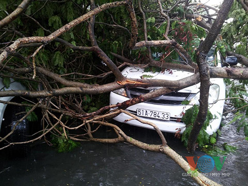 Cây cổ thụ đổ đè bẹp liên tiếp 4 ôtô ảnh 3