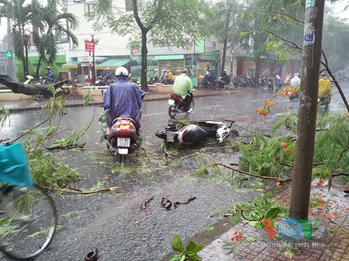 Cây cổ thụ đổ đè bẹp liên tiếp 4 ôtô ảnh 1