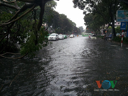 Cây cổ thụ đổ đè bẹp liên tiếp 4 ôtô ảnh 6