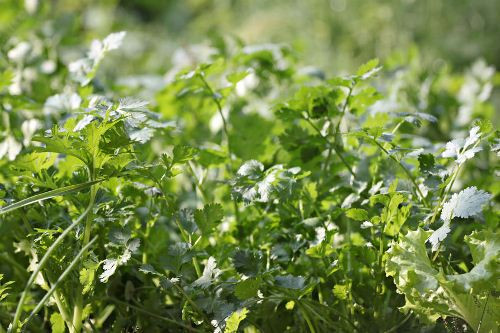 6 loại thảo dược trị mụn từ bên trong ảnh 4