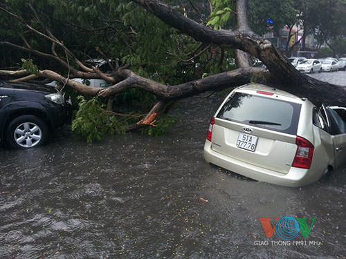 Cây cổ thụ đổ đè bẹp liên tiếp 4 ôtô ảnh 4