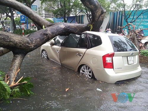 Cây cổ thụ đổ đè bẹp liên tiếp 4 ôtô ảnh 5