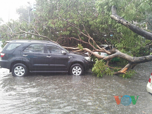 Cây cổ thụ đổ đè bẹp liên tiếp 4 ôtô ảnh 2