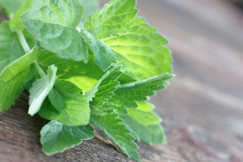 6 loại thảo dược trị mụn từ bên trong ảnh 1