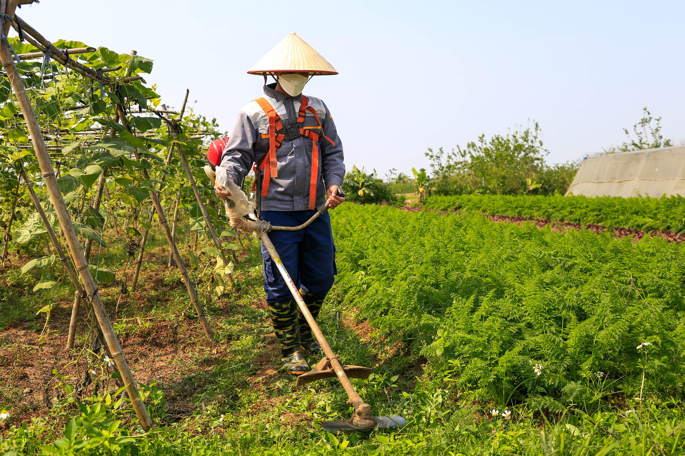 Sau khoảng thời gian 2 năm làm nông nghiệp chị Duyên sụt 5 kg, còn anh Chinh từ một người đàn ông trắng trẻo cũng trở nên đen nhẻm. Ngoài công việc chính là chăm sóc rau tại nông trại, anh Chinh còn là người vận chuyển rau trên khắp địa bàn Hà Nội, có ngày anh Chinh đi có thể lên đến hơn 100km.