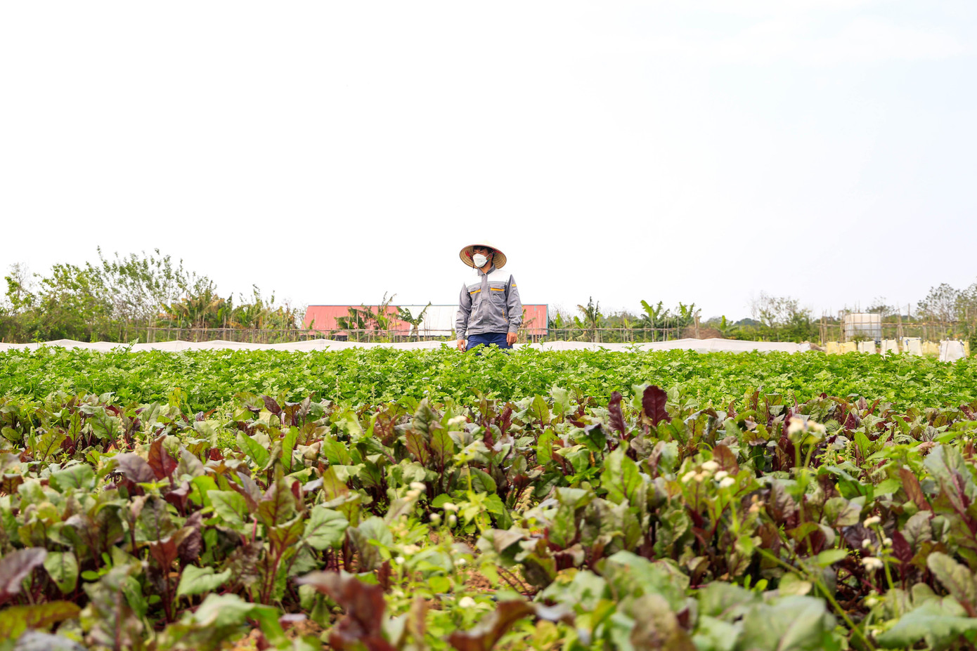Trải qua nhiều khó khăn ban đầu, hiện nay nông trại là nơi cung cấp rau hữu cơ cho nhiều khách hàng lẻ khác nhau và một số nhà hàng, siêu thị mini trên địa bàn toàn thành phố Hà Nội.