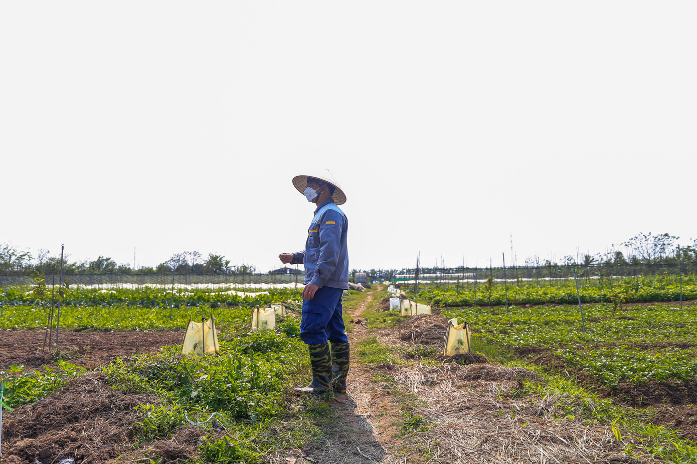 Tại xã Hiệp Thuận, Phúc Thọ, Hà Nội, nông trại GenXanh của anh Chinh có diện tích hơn 2 ha được 4 kỹ sư nông nghiệp thành lập, với mong muốn đem rau hữu cơ an toàn, đảm bảo sức khoẻ và tiếp cận gần hơn với người dân.