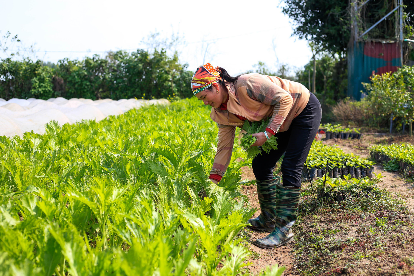 Không chỉ cung cấp rau sạch ra thị trường anh Chinh, chị Duyên còn tạo công ăn việc làm cho người dân địa phương. Đặc biệt hơn nữa tại đây còn có 2 người khuyết tật, 1 người câm, 1 người điếc họ là chị em ruột của nhau, mọi người giao tiếp với nhau bằng cử chỉ và nhìn khẩu hình miệng.