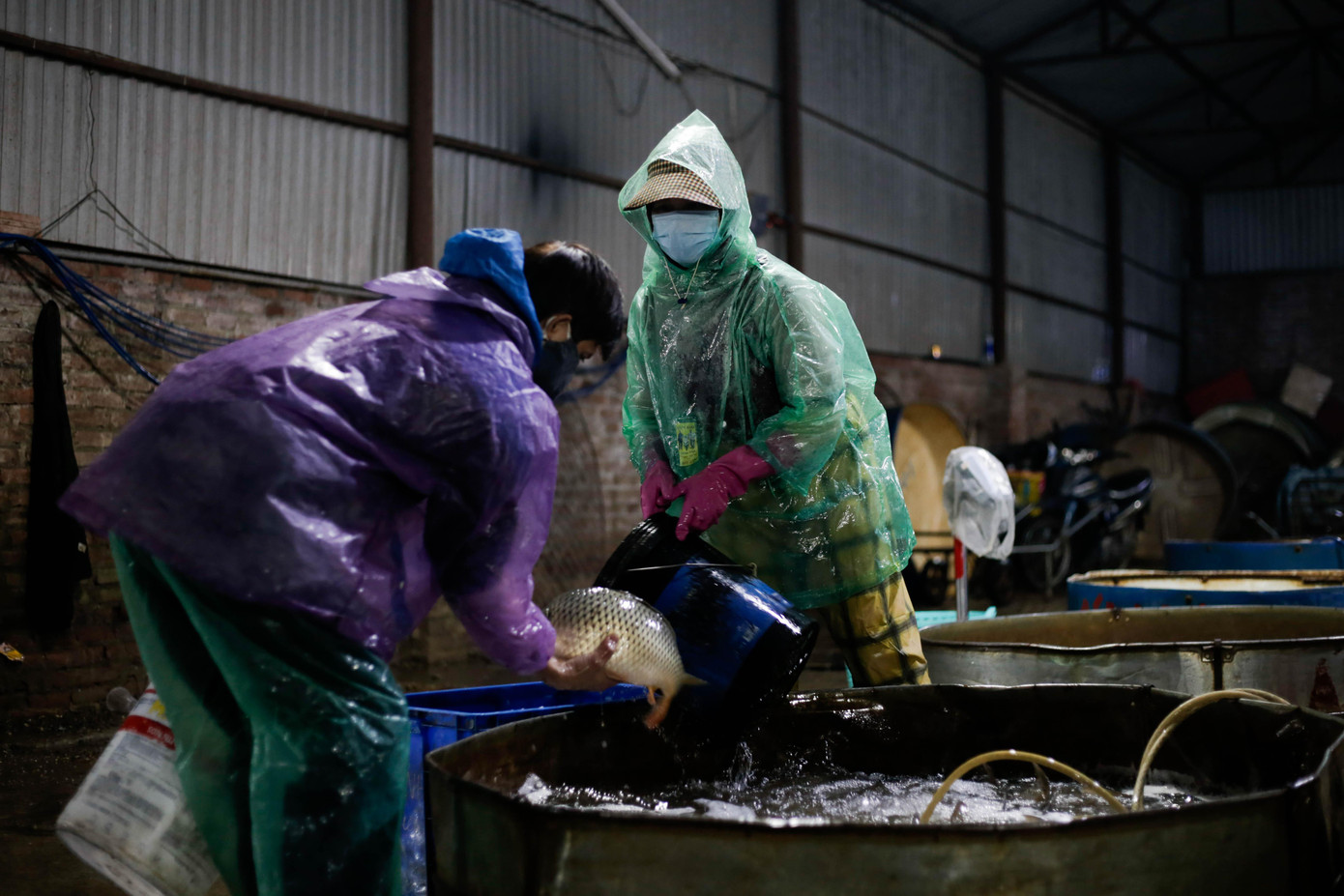 Nhiều thương lái đến từ rất sớm để chọn được những mẻ cá tươi và phù hợp với nhu cầu của khách hàng mua lẻ. “Giá cá trắm đen tại đây có giá buôn từ 90.000 - 105.000 đồng/cân, còn cá chép giá từ 50.000 đồng/cân, hiện tại giá đang ổn định so với thị trường”, người phụ nữ chia sẻ.