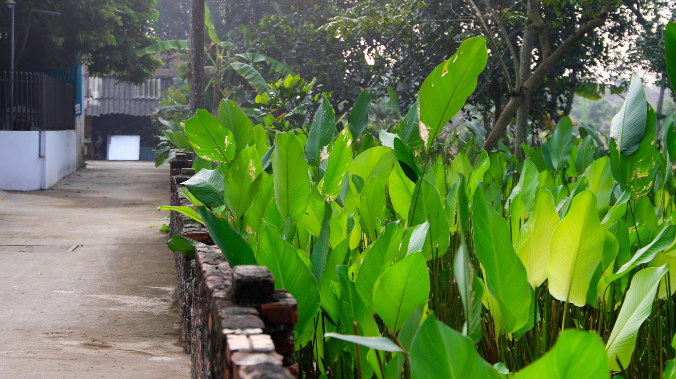 Các hộ gia đình tại đây tận dụng sân vườn tại nhà để "tăng gia sản xuất". Lá dong được phục vụ quanh năm nhưng chủ yếu bán vào những dịp cận Tết Nguyên đán để người dân gói bánh chưng, bánh tét. Các hộ gia đình tại đây tận dụng sân vườn tại nhà để "tăng gia sản xuất". Lá dong được phục vụ quanh năm nhưng chủ yếu bán vào những dịp cận Tết Nguyên đán để người dân gói bánh chưng, bánh tét.