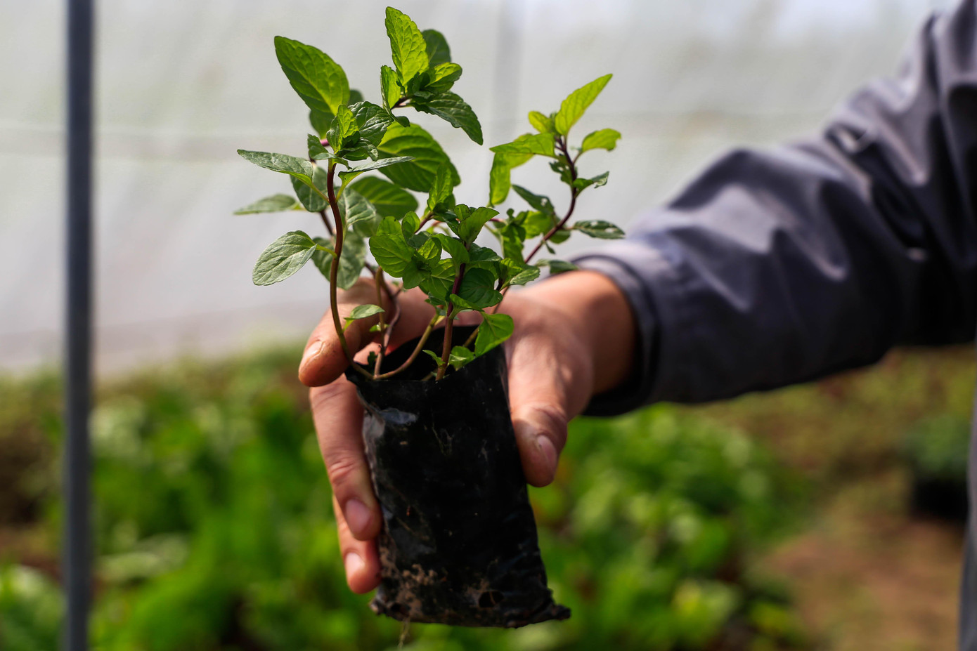 Ngoài ra nông trại còn bán những cây giống để đáp ứng tiêu chí “rau sạch tại nhà” của người dân.