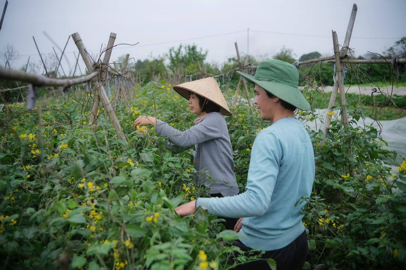 Anh Chinh (sinh năm 1982) là tiến sĩ sinh học tại Nhật cùng chị Duyên (sinh năm 1983) là thạc sĩ nông nghiệp tại Australia. Nhiều năm ấp ủ mong muốn gây dựng nông trại với quy mô rau hữu cơ. Năm 2019, từ mảnh đất hoang tàn anh chị cùng với 2 đồng nghiệp của mình cũng là kỹ sư nông nghiệp khai hoang và bắt đầu phủ xanh mảnh đất với nhiều loại rau khác nhau. Ban đầu công việc gặp không ít khó khăn như thời tiết không thuận lợi, dịch bệnh khiến cuộc sống của anh chị có gặp nhiều trở ngại.
