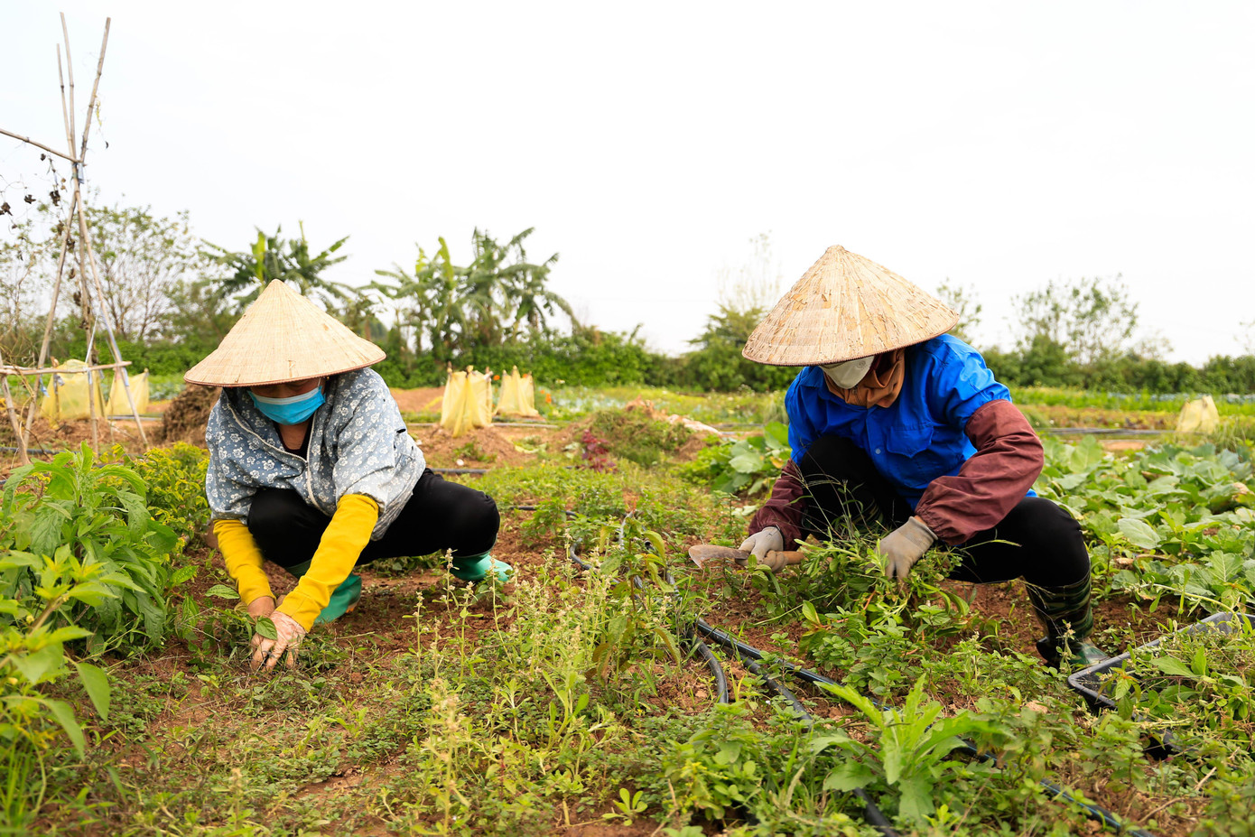 Không khí ở đây lúc nào cũng cảm thấy nhộn nhịp, vì mọi người luôn trò chuyện, bảo ban nhau làm việc. “Đi làm cảm thấy vui - trẻ - khoẻ, ở nhà nhiều cũng cảm thấy ngứa ngáy chân tay, đến đây chị em chung tay làm việc tôi cảm thấy rất phấn khởi”, người phụ nữ chia sẻ.