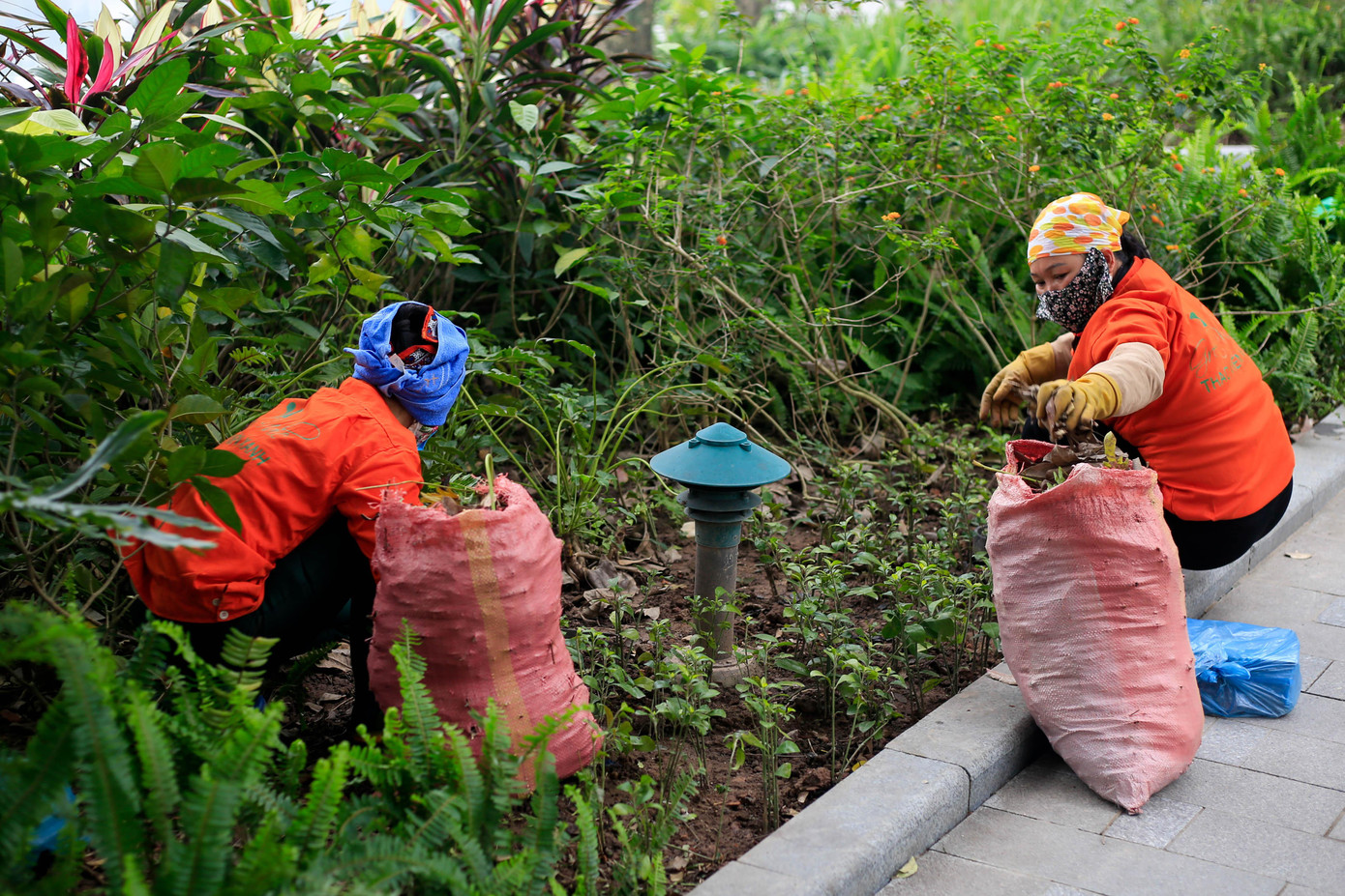 Những công nhân của một công ty cây xanh miệt mài dọn dẹp, chăm sóc, tỉa bớt những cành cây khô, để môi trường xanh - sạch - đẹp. Những công nhân của một công ty cây xanh miệt mài dọn dẹp, chăm sóc, tỉa bớt những cành cây khô, để môi trường xanh - sạch - đẹp.