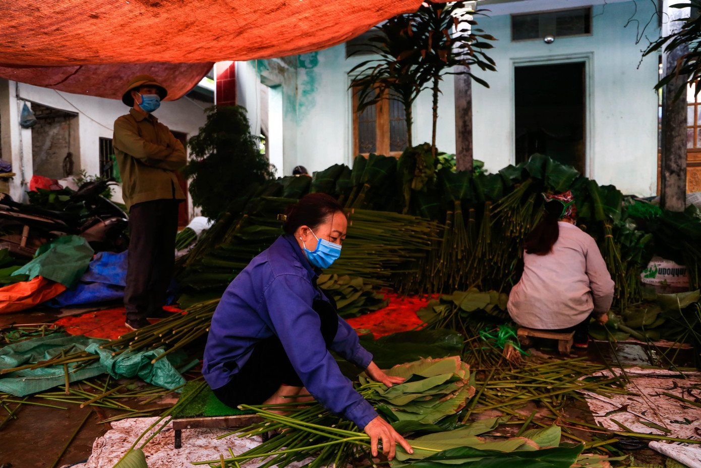 Từ khoảng mùng 8 đến 13 tháng Chạp (Âm lịch) hàng năm, người dân tại làng Tràng Cát tất bật thu hoạch, chuẩn bị lá dong để phục vụ cho người dân địa phương cũng như các tỉnh trong nước để gói bánh chưng, bánh tét vào dịp Tết cổ truyền. Từ khoảng mùng 8 đến 13 tháng Chạp (Âm lịch) hàng năm, người dân tại làng Tràng Cát tất bật thu hoạch, chuẩn bị lá dong để phục vụ cho người dân địa phương cũng như các tỉnh trong nước để gói bánh chưng, bánh tét vào dịp Tết cổ truyền.