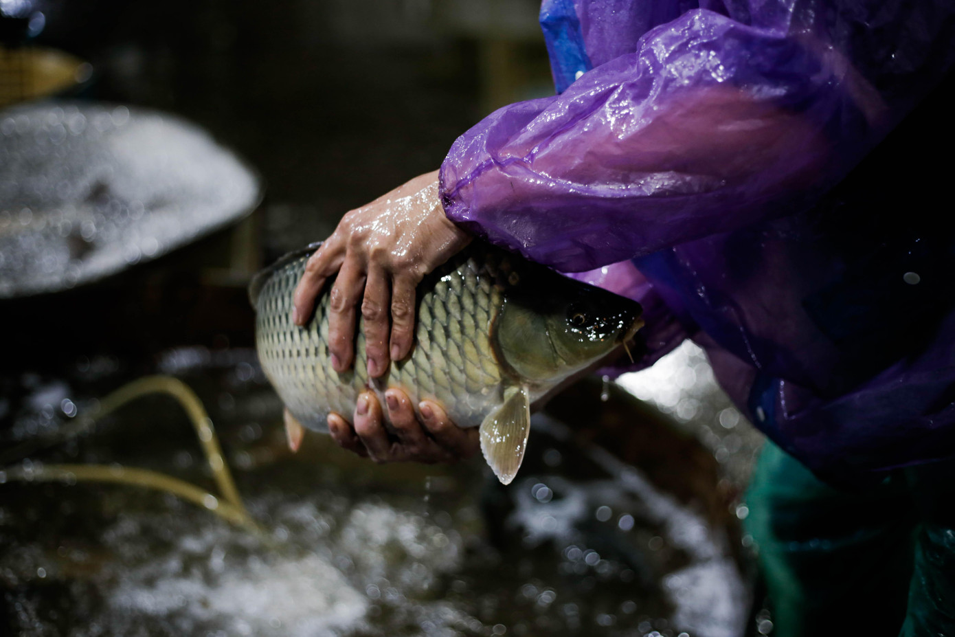 Để chọn cá tươi, những thương lái tại chợ phải đến từ rất sớm: “Để chọn được cá tươi phải chọn những con cá có mắt trong suốt, mang hồng, vẩy có lớp óng ánh và da không có màu lạ. Thời tiết Hà Nội lạnh như này chúng tôi vẫn phải dùng tay trần để cảm nhận và chọn cá”.