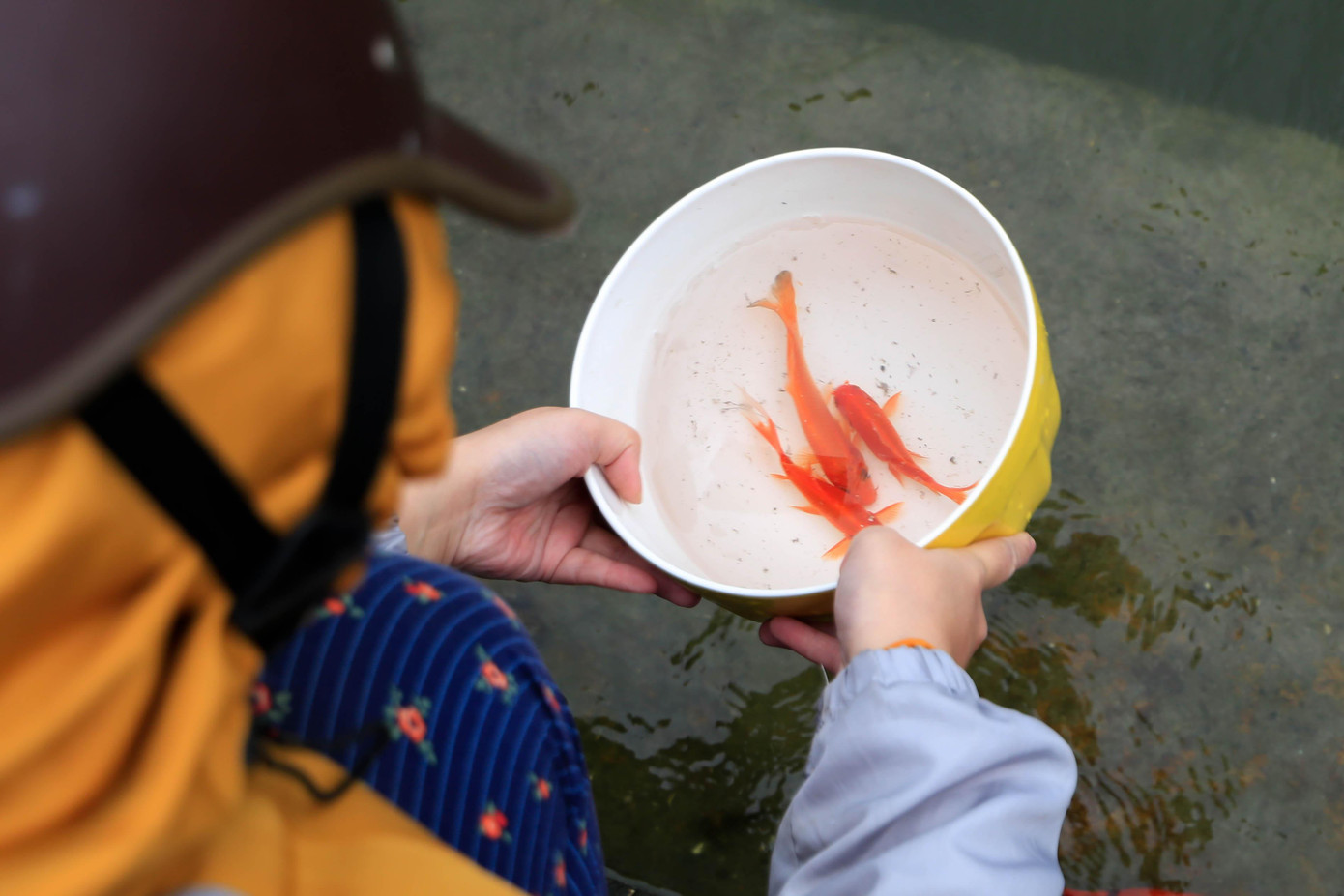 Tại chùa Trấn Quốc trên đường Thanh Niên (Ba Đình, Hà Nội), người dân cũng mang cá tự thả với nhiều hình thức bảo vệ môi trường khác nhau như đem theo bát, xô, chậu,...