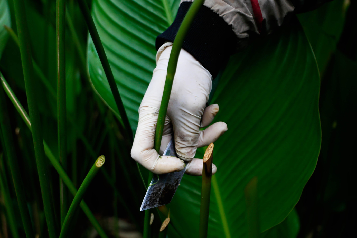 Người dân sử dụng dao bổ cau cắt cuống lá sát gốc để ra tháng Giêng những lá non vẫn mọc được; ngoài ra, những lá nào xấu không thể bán được người dân cũng cắt tỉa bớt. Người dân sử dụng dao bổ cau cắt cuống lá sát gốc để ra tháng Giêng những lá non vẫn mọc được; ngoài ra, những lá nào xấu không thể bán được người dân cũng cắt tỉa bớt.