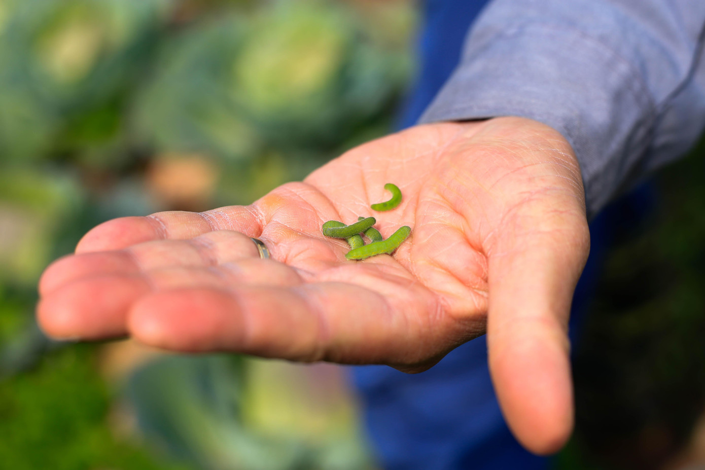 Theo anh Trần Văn Luyện (sinh năm 1987, An Khánh, Hà Nội) người đồng hành cùng anh Chinh và chị Duyên cho biết: “Rau tại vườn không dùng các chất hoá học, nên 8 công nhân tại đây đều phải làm thủ công các bước như: bắt sâu, cắt cỏ, gốc nào cỏ có cây con thì cắt bằng tay, gốc nào không có cây bé thì có thể cắt bằng máy, rồi dùng máy xới đất lên để hạn chế tốc độ sinh trưởng của cỏ dại”.